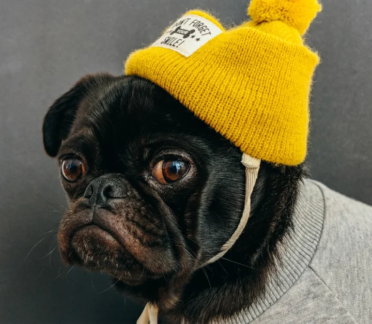 Discover the 7 most popular types of pets around the world and what makes them so loved. From dogs and cats to birds and reptiles, find your perfect pet match.