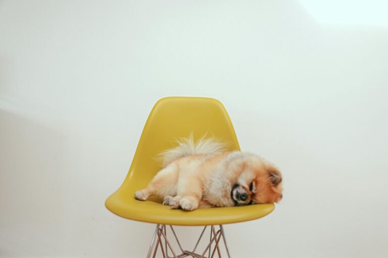 Common Health Problems in Pomeranians: What Every Pet Parent Should Know