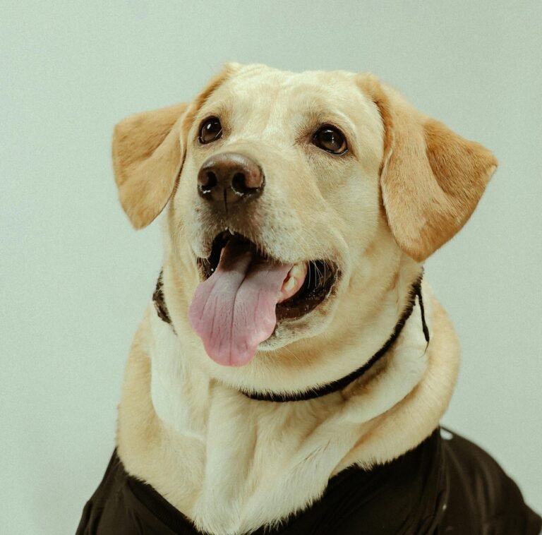 Common Health Problems in Labradors