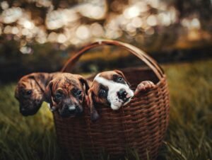 Most Popular Types of Pets Worldwide?
