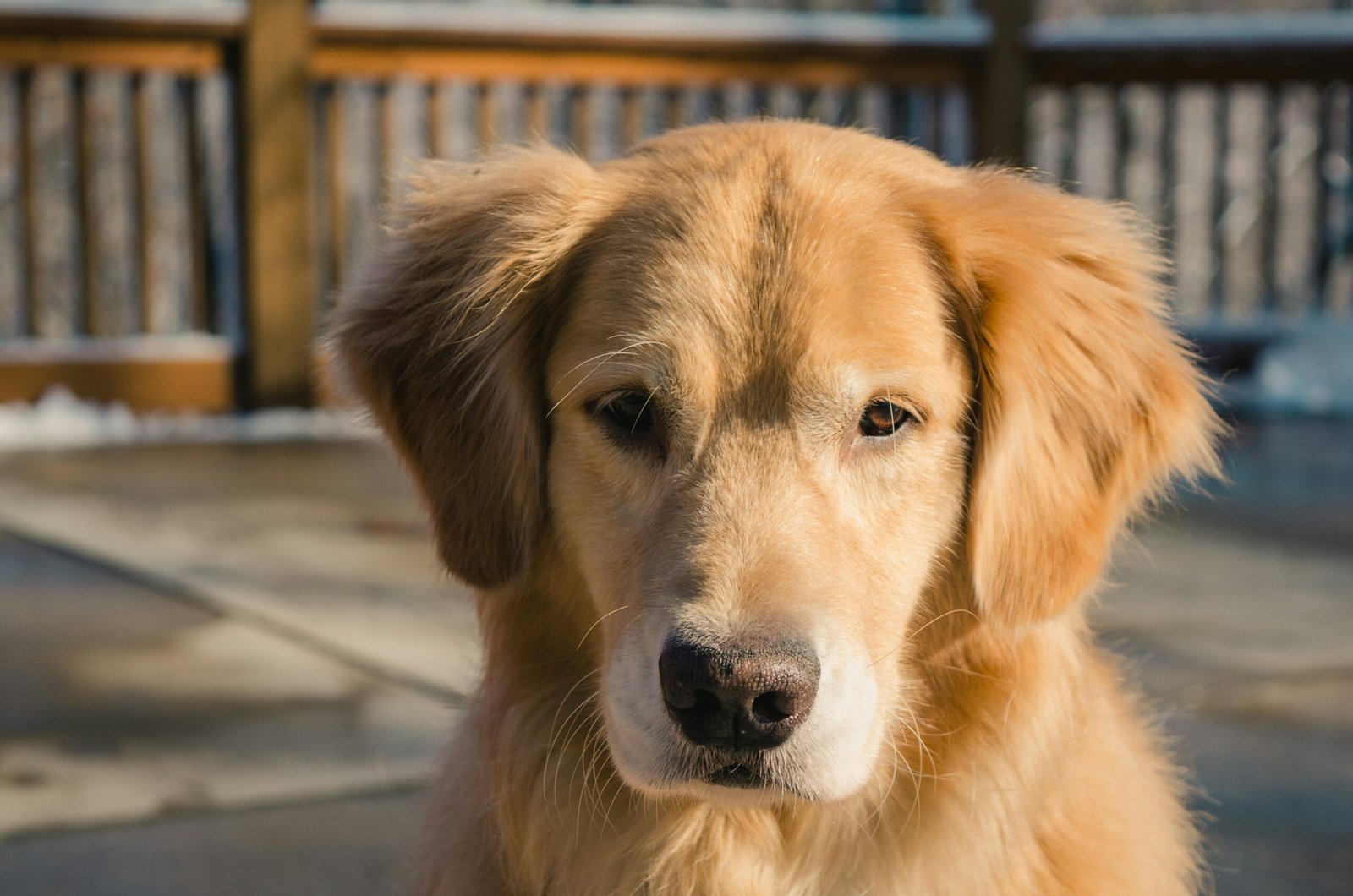 Golden Retriever at the vet checkup Happy Golden Retriever running in the park Dog ear cleaning for Golden Retrievers Pet owner brushing Golden Retriever Healthy Golden Retriever with shiny coat