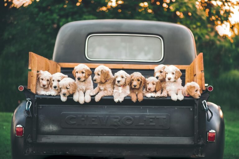 Creating a Pet-Friendly Home: Essential Dos and Don’ts Every Owner Should Know