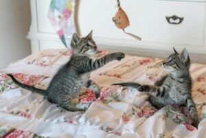 10 Viral Cat Toys That Are Totally Worth the Hype (2025 Guide)