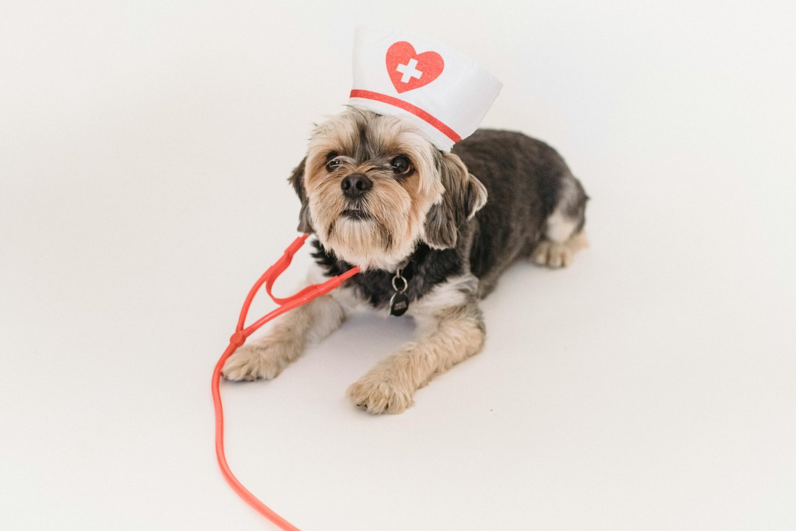 Pet Wellness Trends 2025