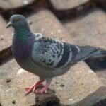 A curious pigeon bird