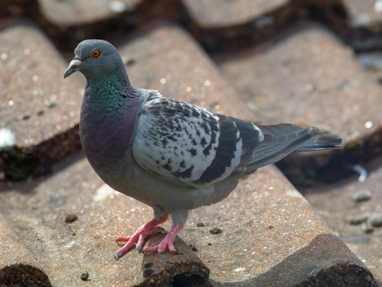 A curious pigeon bird