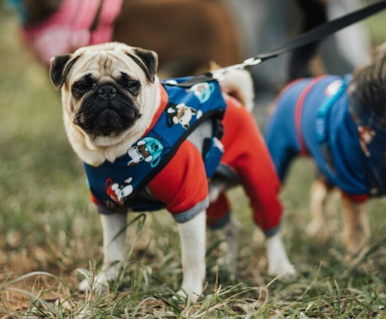 Best Dog coats for winter 2025