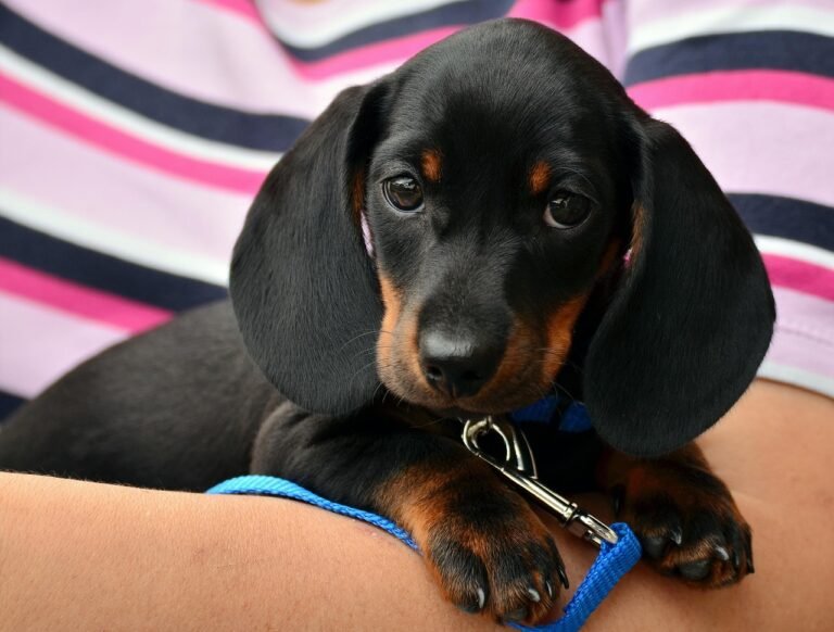 retractable dog leash