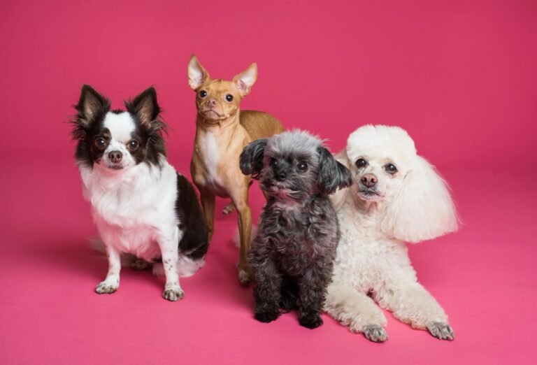 Dog sitting success guide