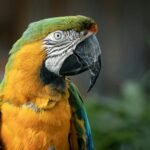 Quietest Pet Birds for Apartments & Calm Homes (2025)