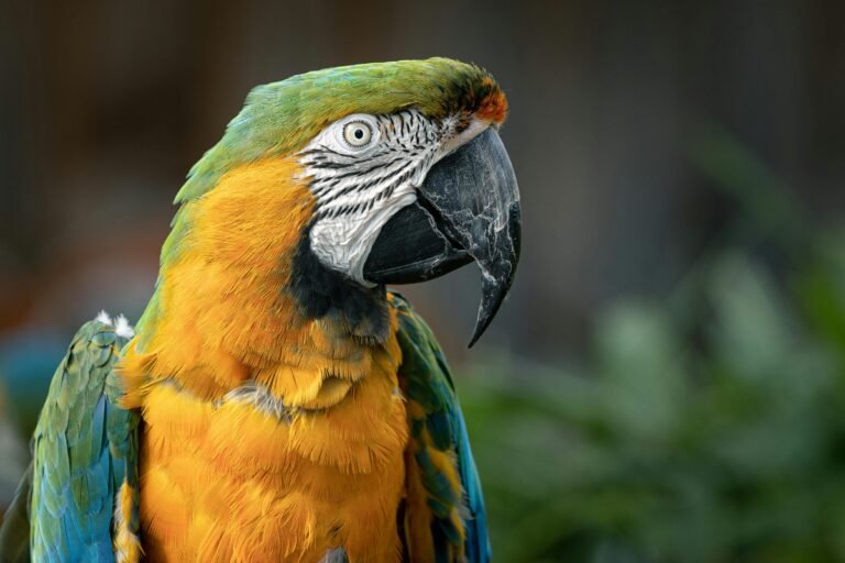 Quietest Pet Birds for Apartments & Calm Homes (2025)