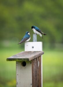 Swallow bird