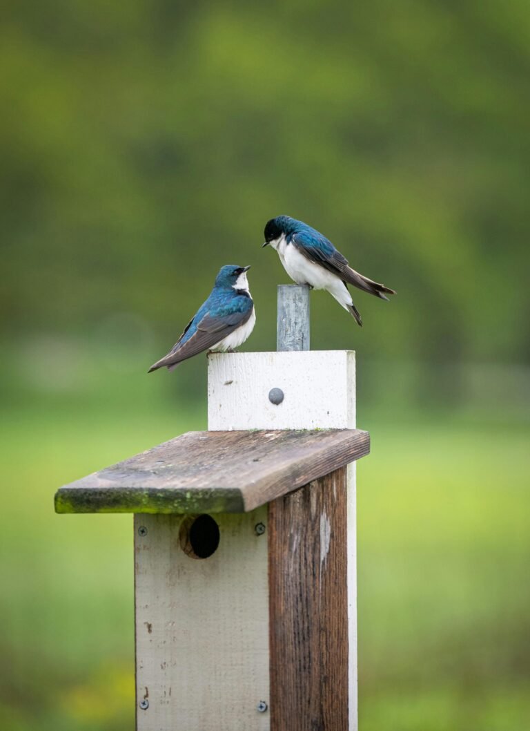 Swallow bird