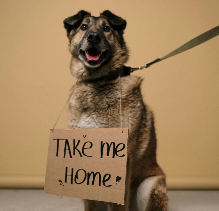 Why Adopting a Pet Is Better Than Buying