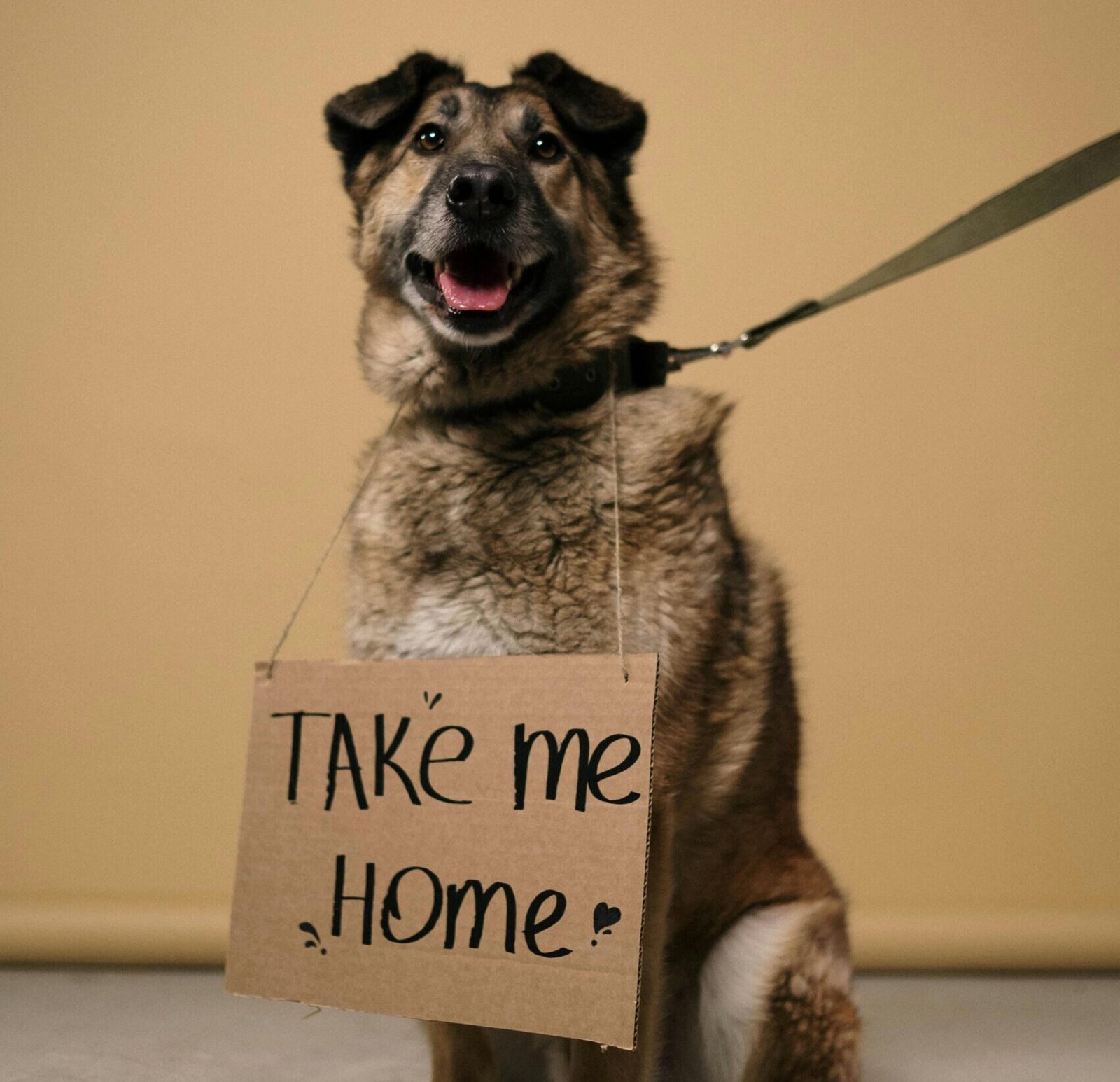 Why Adopting a Pet Is Better Than Buying