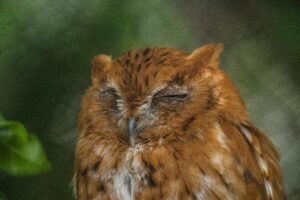 where do birds sleep at night