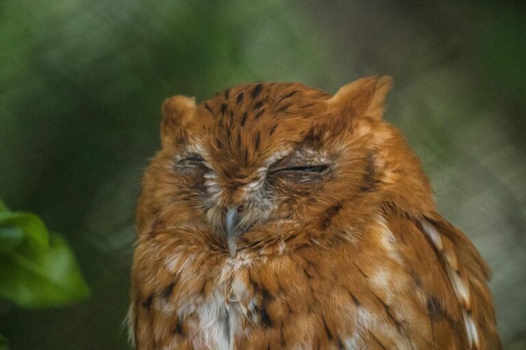 where do birds sleep at night