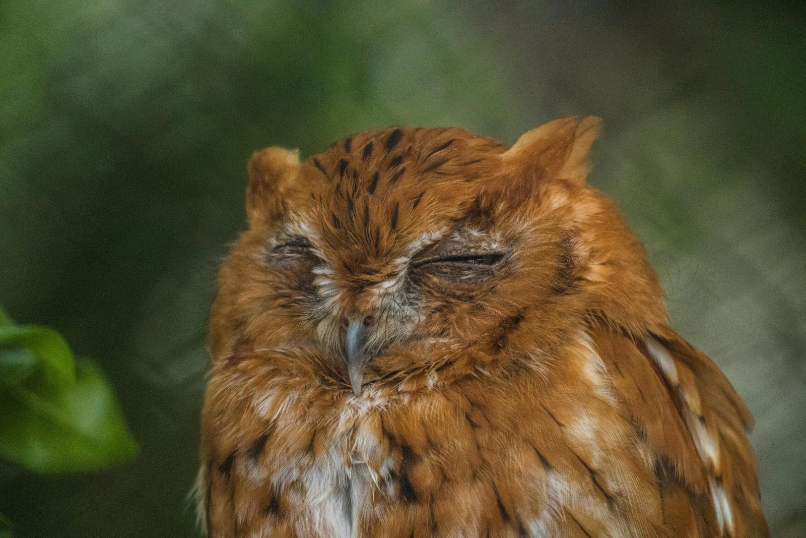 where do birds sleep at night
