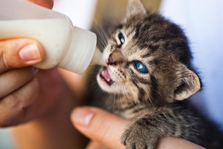 Pet illness signs